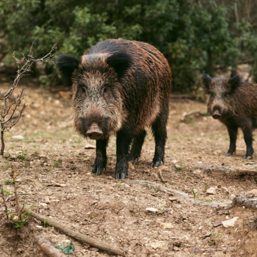 listing-details-carousel